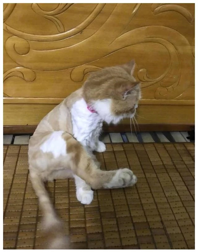 Nhìn hình dạng của chú mèo sau khi được tỉa lông mà ai cũng phải bật cười.