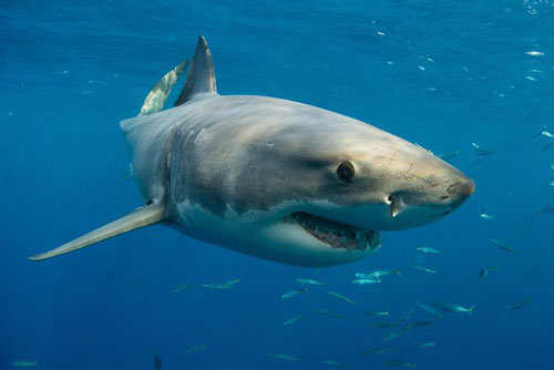 'Kinh hãi' trước chuyện cá mập tấn công người, cắn lìa cả đôi tay