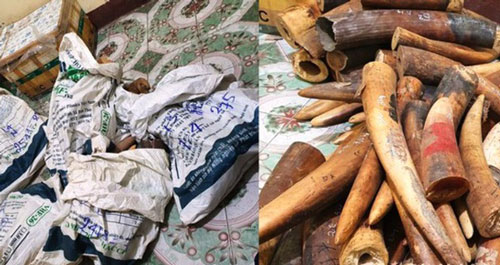 Nghệ An: Bắt giữ xe tải ngang nhiên chở hơn 2 tạ ngà voi đi tiêu thụ