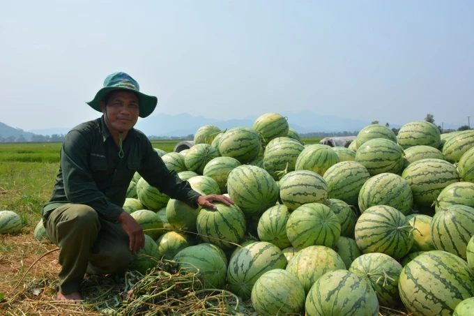 Ông Nguyễn Tấn Nam bên đống dưa chất đống bán không được.