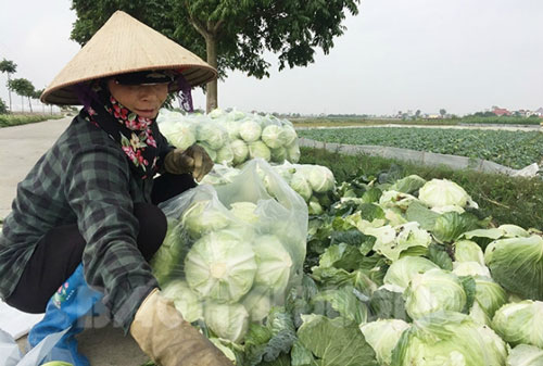 HTX Tân Minh Đức tìm đường đưa cải bắp xuất ngoại