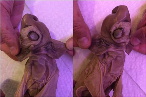 Tìm thấy xác ‘quái vật' ngoài hành tinh đầy kỳ dị