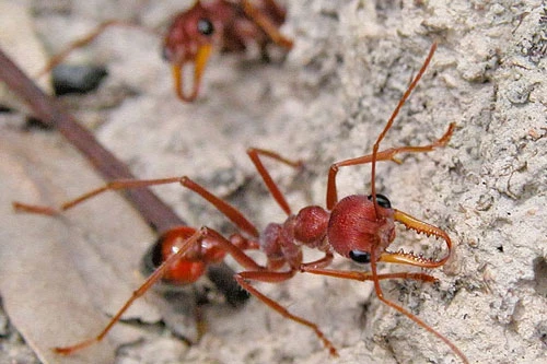 Kiến Myrmecia gulosa.