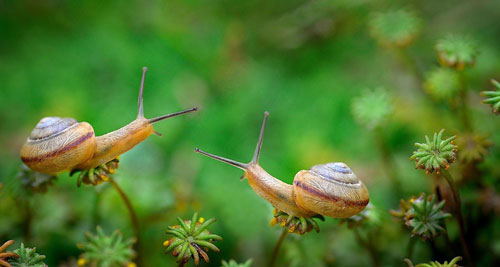 Vẻ đẹp thế giới tự nhiên qua ống kính macro