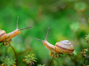 Vẻ đẹp thế giới tự nhiên qua ống kính macro
