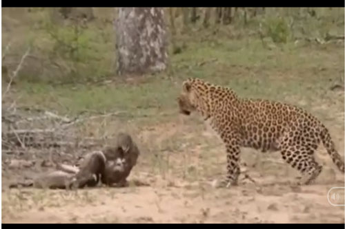 Vừa hạ gục rắn độc, đại bàng chưa kịp ăn đã chết yểu vì "kẻ thứ ba"