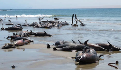 86 con cá heo mắc cạn rồi chết trên bờ biển thuộc vịnh Hottentot của Namibia. Ảnh: Trung tâm Nghiên cứu Hải dương Luderitz.