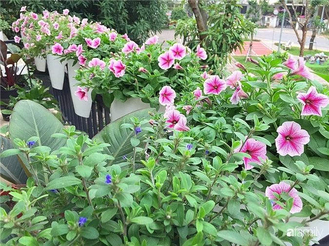 Không gian sống ngát hương bên khu vườn ngập tràn nắng ấm và rực rỡ sắc hoa ở Hà Nội - Ảnh 9.