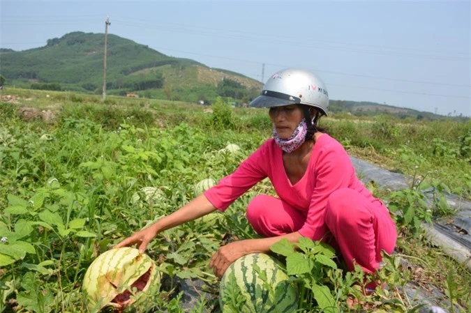  Chị Lành bên ruộng dưa với những trái dưa nứt toát do không ai mua.