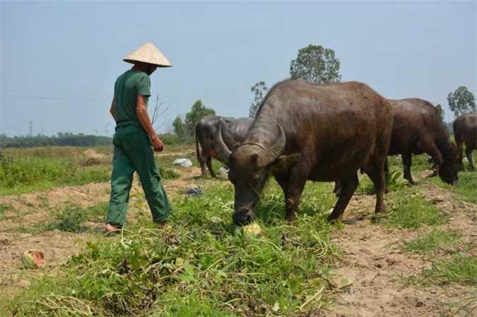 Người dân chán nản vứt bỏ dưa ngay ngoài đồng cho trâu, bò ăn.