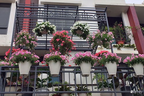 Không gian sống ngát hương bên khu vườn ngập tràn nắng ấm và rực rỡ sắc hoa ở Hà Nội