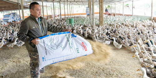  Đắk Lắk: Làm giàu từ nuôi vịt siêu trứng
