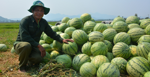 Quảng Ngãi: Dưa hấu bỏ trắng đồng, không ai thu mua
