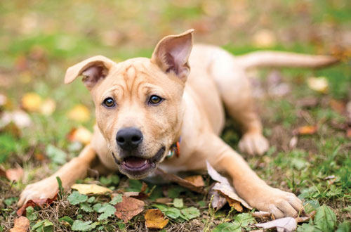 Nuôi con vật này trong nhà càng béo tốt gia chủ càng dễ gặp may, Thần Tài 'gật đầu' ưng ý, giàu sang phú quý