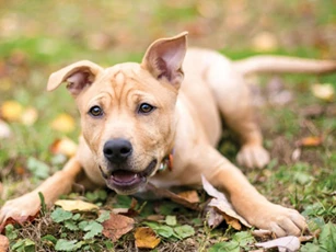 Nuôi con vật này trong nhà càng béo tốt gia chủ càng dễ gặp may, Thần Tài 'gật đầu' ưng ý, giàu sang phú quý