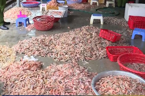 Hà Tĩnh: Phát hiện cơ sở chế biến tôm chết thành tôm nõn