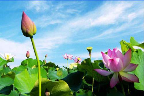 Phúc báo của đời người phụ thuộc vào việc bạn lựa chọn thiện hay ác, chính hay tà