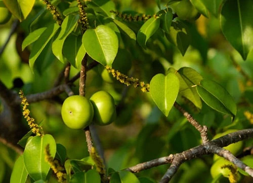 Quả của cây Manchineel là một loại độc chất nguy hiểm nhất thế giới