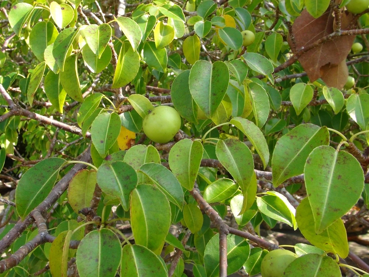 Tuy có mùi rất thơm và có vẻ vô hại, nhưng quả Manchineel cũng ẩn giấu một liều thuốc độc khủng khiếp