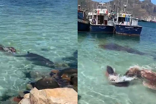 Hải cẩu bất ngờ săn được cả cá nhà táng lùn