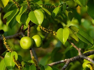 Khám phá loài cây cực độc, chỉ đứng cạnh thôi cũng có thể mất mạng