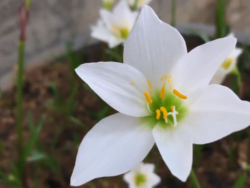 CLIP: Hướng dẫn trồng hoa huệ mưa bằng củ cực kỳ đơn giản