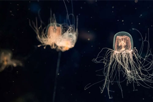 Phát hiện chất giải kịch độc trong sinh vật độc nhất hành tinh