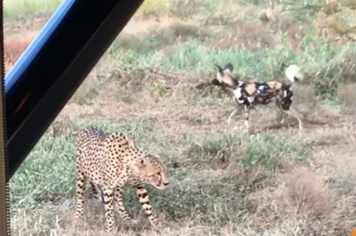 CLIP: Đàn chó hoang cướp mồi của báo săn và cái kết