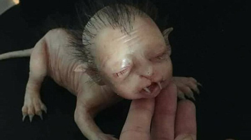 Sinh vật "thân thú mặt người, tóc tai lởm chởm" khiến ai nấy rợn người có thực sự tồn tại?