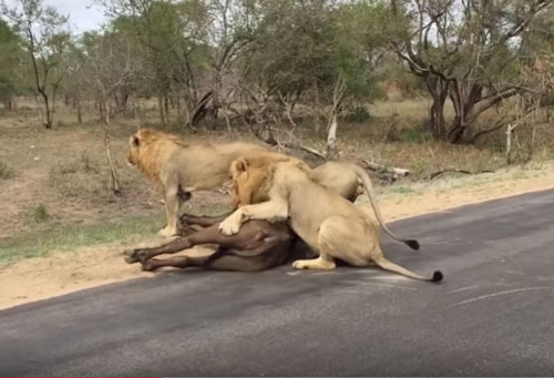 CLIP: Trâu rừng bỏ mạng dưới nanh vuốt đàn sư tử