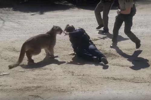 Báo sư tử liều lĩnh tấn công nữ cảnh sát và nhận cái kết cực thảm