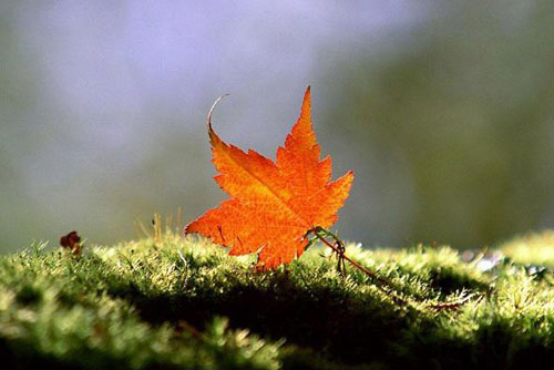 Phật dạy: Mọi việc trên đời cứ bình thản mà đón nhận, vạn sự ông Trời đã có an bài