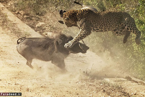 Lợn bướu húc văng báo hoa mai lên trời để giải cứu con