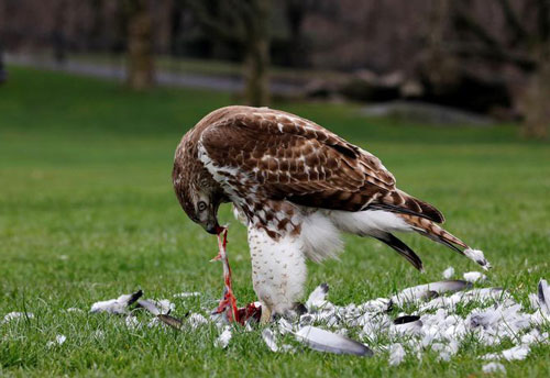 24h qua ảnh: Chim ưng đuôi lửa xẻ thịt bồ câu trong công viên Mỹ