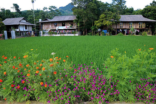 Đẹp 'nao lòng' những con đường rực rỡ sắc hoa ở Yên Bái