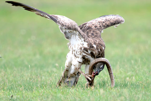 Đại bàng ra đòn ‘hiểm độc’ khiến rắn hổ mang bỏ mạng trong ‘một nốt nhạc’