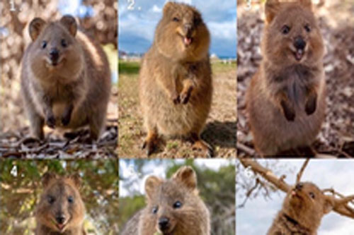 Khám phá về loài động vật 'hạnh phúc nhất thế giới' đang 'gây sốt' trên mạng xã hội