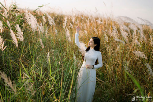 Chiêm ngưỡng vẻ đẹp của đồng cỏ lau bên bãi bồi sông Lam