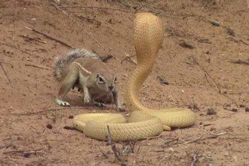 Sóc đất ác chiến ‘nảy lửa’ với rắn hổ mang để bảo vệ con