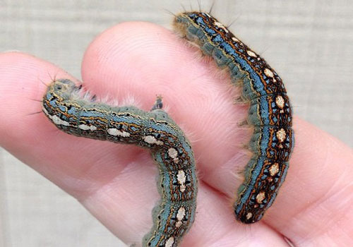 Kỳ lạ về loài sâu bướm đi đâu cũng 'cõng chim cánh cụt' trên lưng