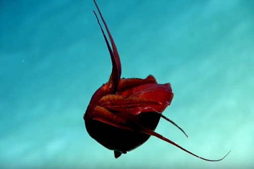 Loài mực kỳ lạ có hình dáng như quả tim người