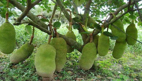 CLIP: Hướng dẫn 2 phương pháp ghép áp dụng cho nhiều giống mít khác nhau 