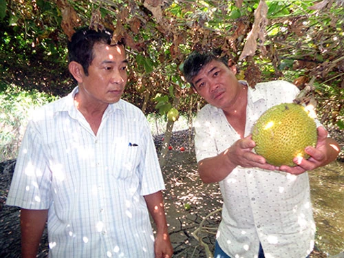 Anh Cưng (bên phải) giới thiệu khách tham quan mô hình trồng gấc của mình.