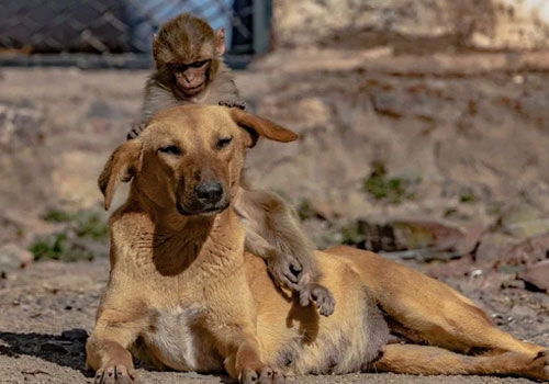 Xúc động với tình cảnh chó mẹ nhận nuôi khỉ mồ côi ở Ấn Độ