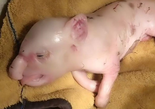 Chuyện lạ: Heo đột biến sinh ra với vòi voi