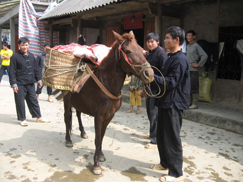 Ngựa thồ lễ vật giao cho nhà gái