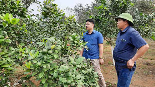 Yên Bái: Hiệu quả cao từ trồng chanh 4 mùa