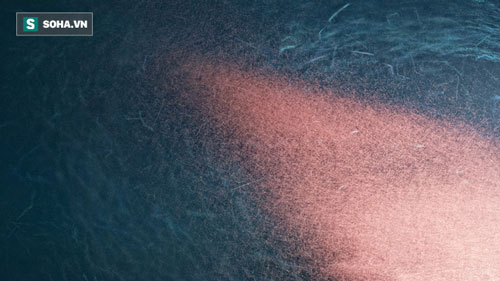 Cuộc "trỗi dậy" vĩ đại dưới lòng đại dương trong đêm tối 