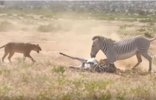 CLIP: Sư tử đoạt mạng ngựa vằn trong chốc lát