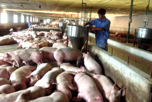Đẩy mạnh các giải pháp đưa giá lợn hơi về mức bình thường